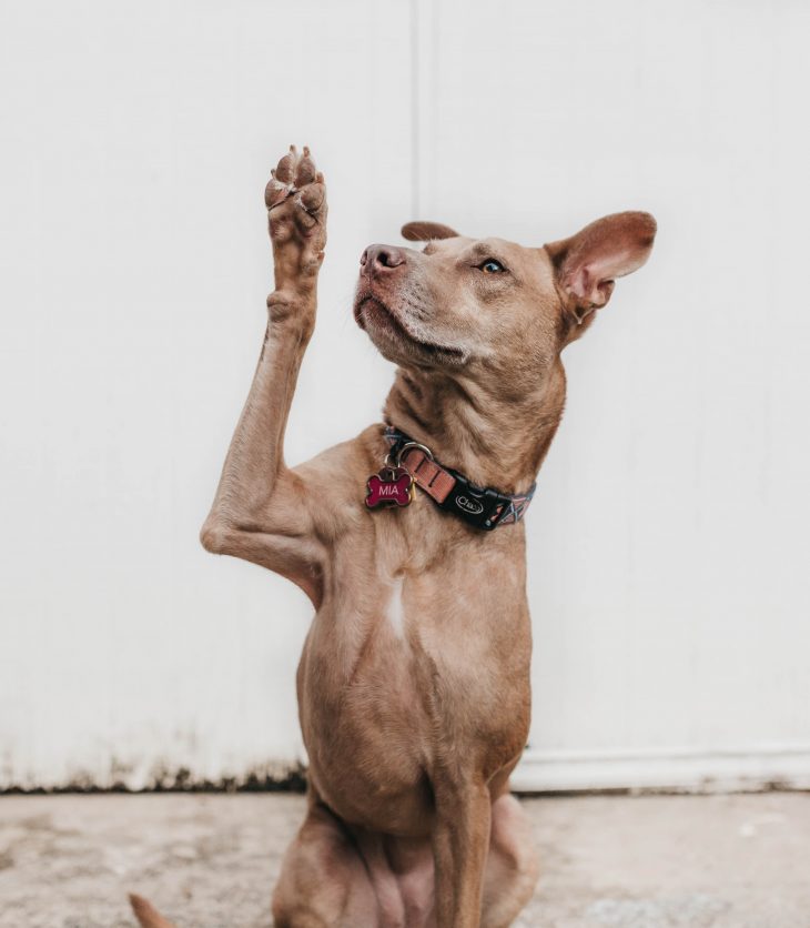 Dog raising hand